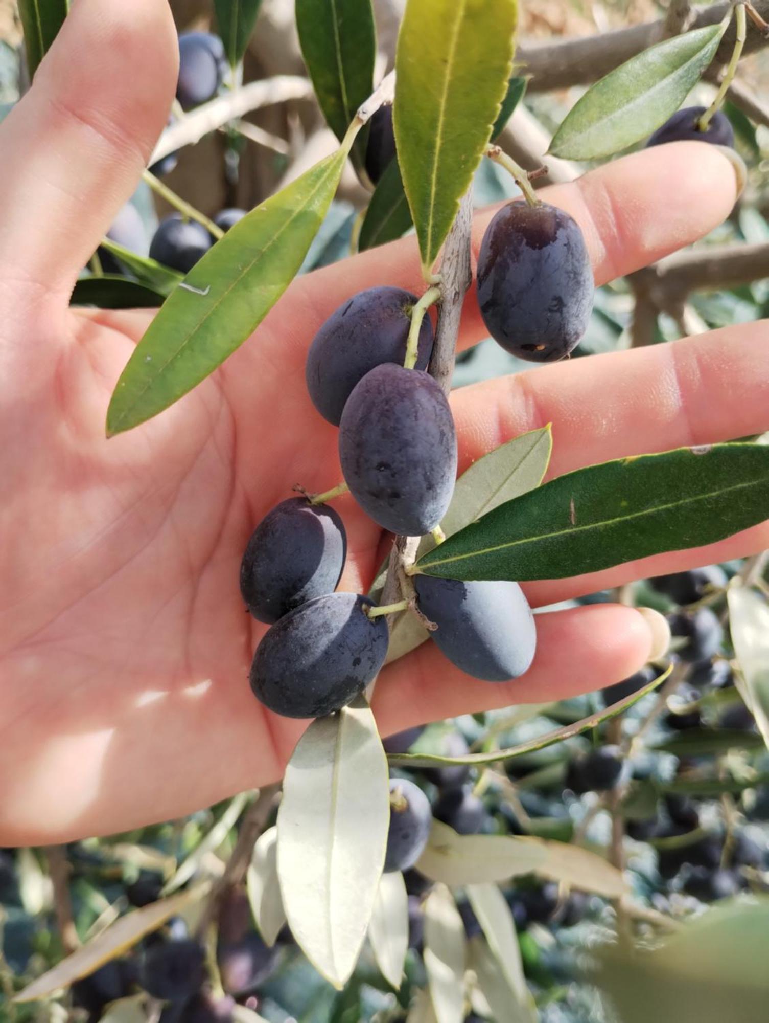 SantʼAntonio Il Punto Verde מראה חיצוני תמונה