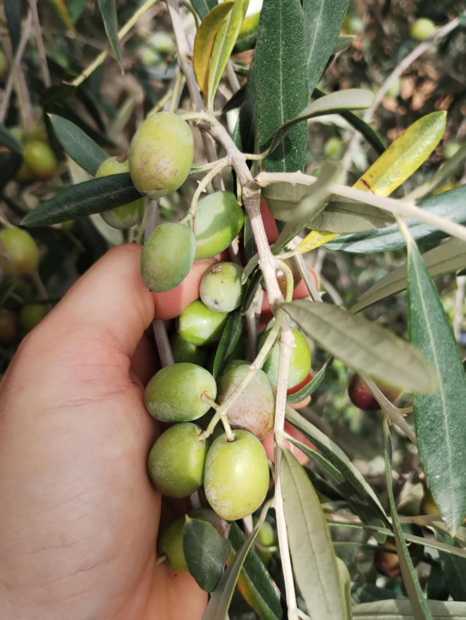 SantʼAntonio Il Punto Verde מראה חיצוני תמונה